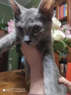 Серый трёхцветный котёнок девочка 4 месяца