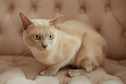 Бурманский кот lilac на вязку. Титул cacib