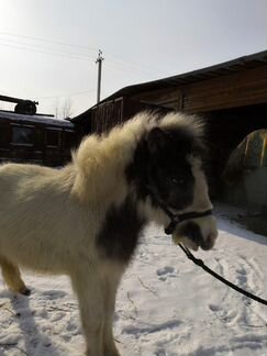 Продам кобылку шетлендского пони