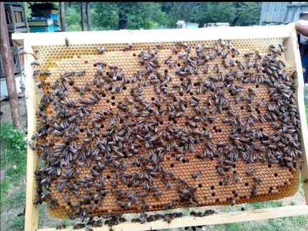 Пчелопакеты, пчелосемьи Рут и Дадан