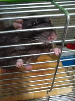 Крысы дамбо с клеткой в добрые руки
