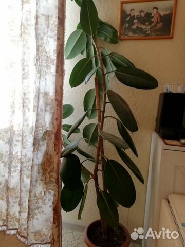 Фикус 2м