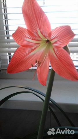 Гиппеаструм,дримиопсис,кроссандра, барлерия