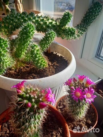 Кактус (Маммиллярия Зейльмана)