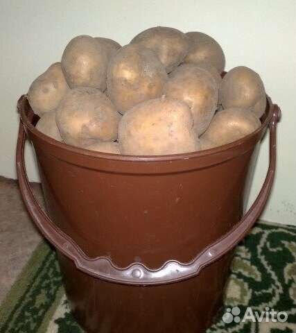 Картофель мелкий