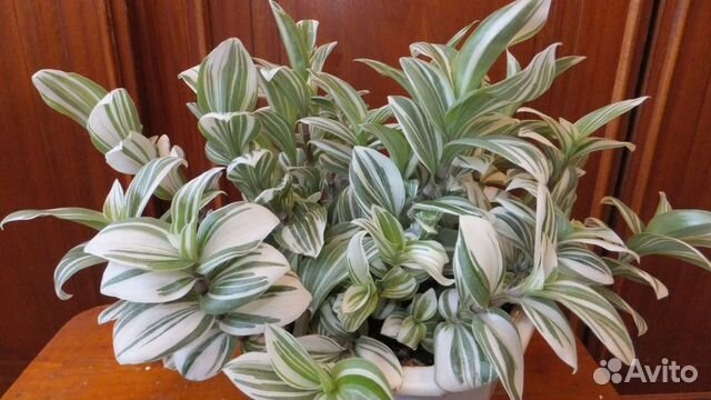 Традесканции,бугенвиллия,шефлера