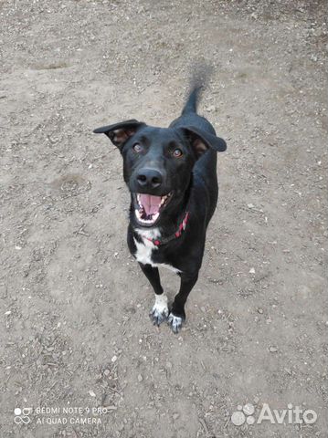 Самая веселая и добрая собака