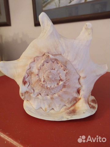 Морские ракушки