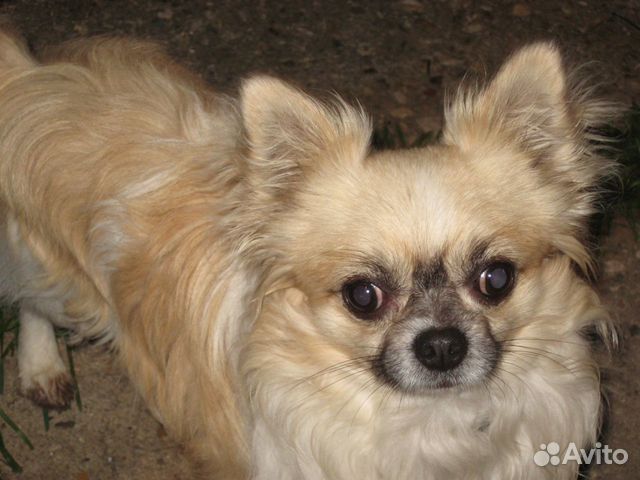 Стрижка собак и кошек Стрижка собак и кошек