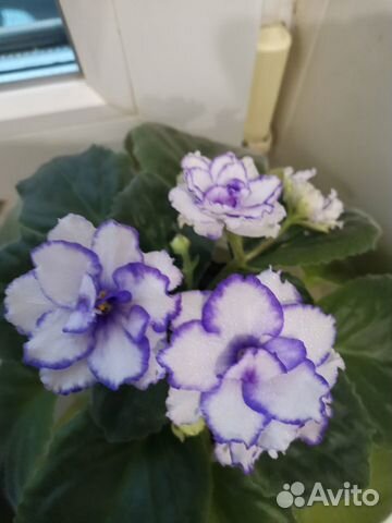 Листочки, Детки, стартеры узамбарских фиалок