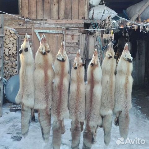 Шкуры лисы