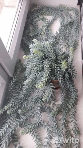 Кактус кошачьи лапки