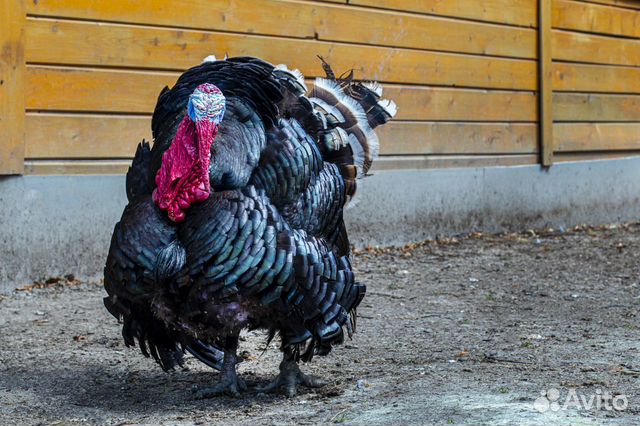 Мясо домашней птицы