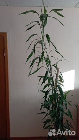 Ствол бамбука