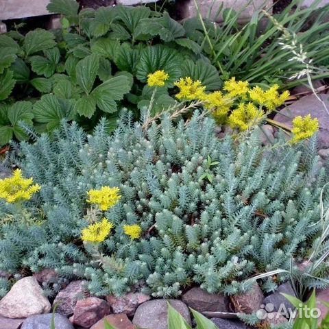 Очиток голубой, живучка