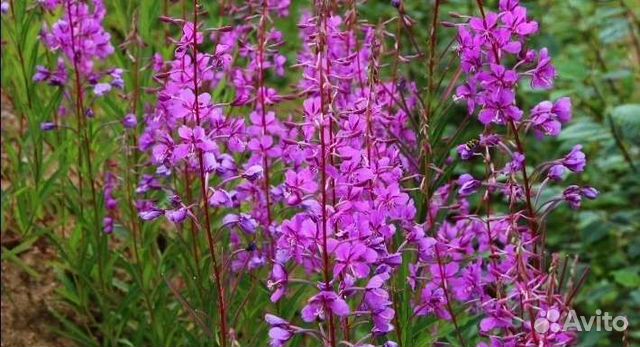 Иван Чай Саженцы с корнями