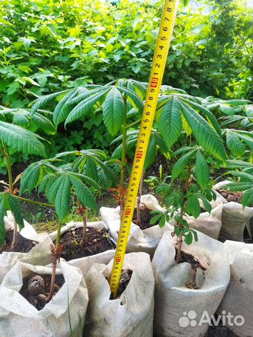 Саженцы каштана