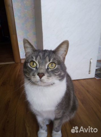 Породистая молодая кошечка ищет дом