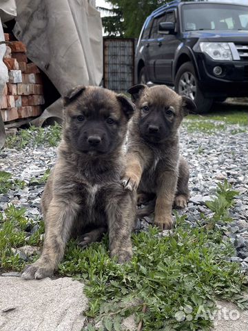 Щенки восточноевропейской овчарки