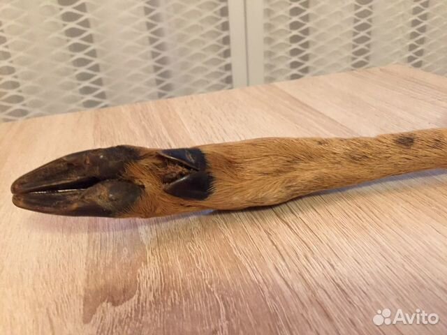 Козья ножка