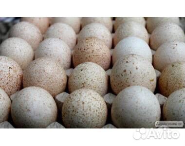 Яйцо индюшинное инкубационное купить на Зозу.ру - фотография № 1