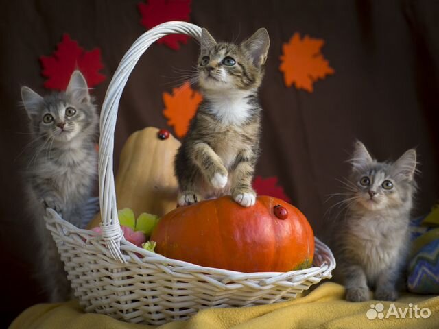 Котята серые пушистики (коттэ)