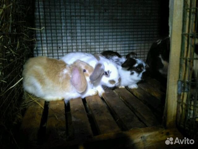 Кролики французский баран купить на Зозу.ру - фотография № 3
