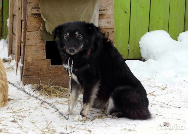 Потрясающая собака-компаньон в свой дом, стерильна купить на Зозу.ру - фотография № 4