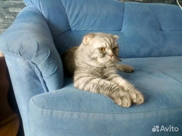 Молодой кот Молодой кот