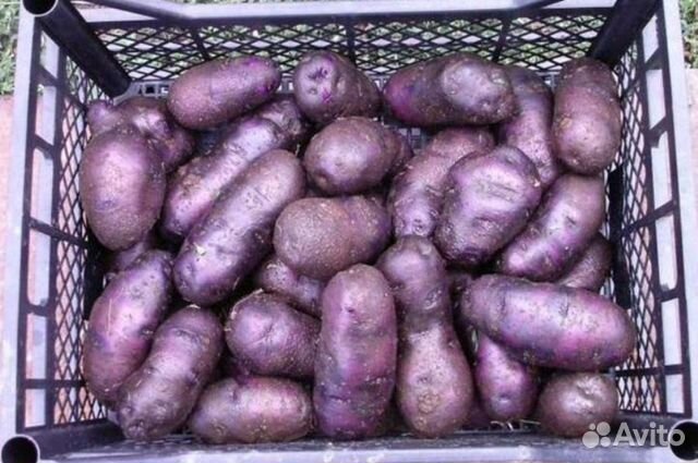 Продается крупная картошка, картофель семена