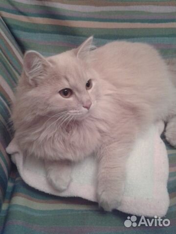 Передержка (Зоо-няня) для кошек, котиков и птиц