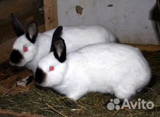 Кролики 2 пород. Калифорнийские и Серебро купить на Зозу.ру - фотография № 1