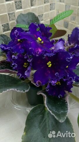 Сортовая фиалка Южная ночь