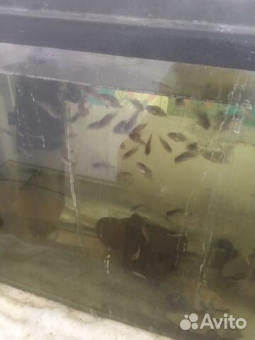 Рыбки акара цихлиды клоун чернополосая купить на Зозу.ру - фотография № 3
