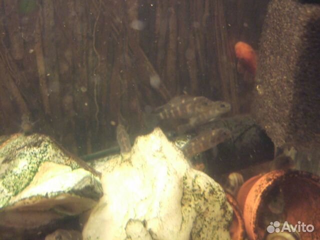 Львиноголовые цилиды (Steatocranus casuarius)