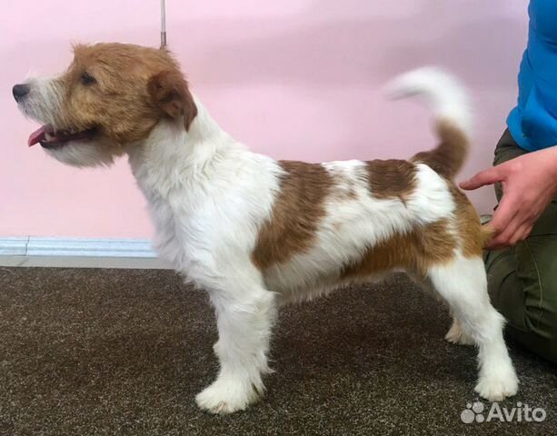 Джек рассел вязка