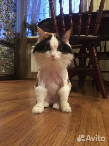 Стрижка Кошек с выездом на дом