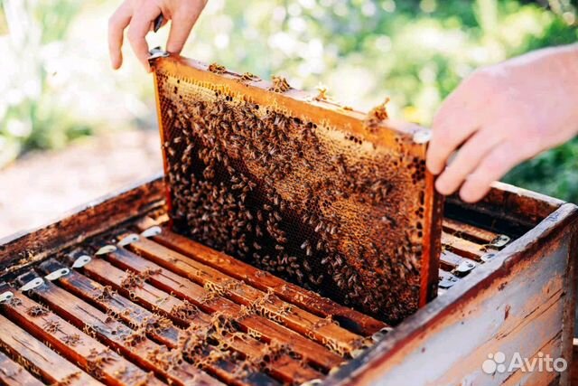 Продаю пчелосемьи по системе дадан