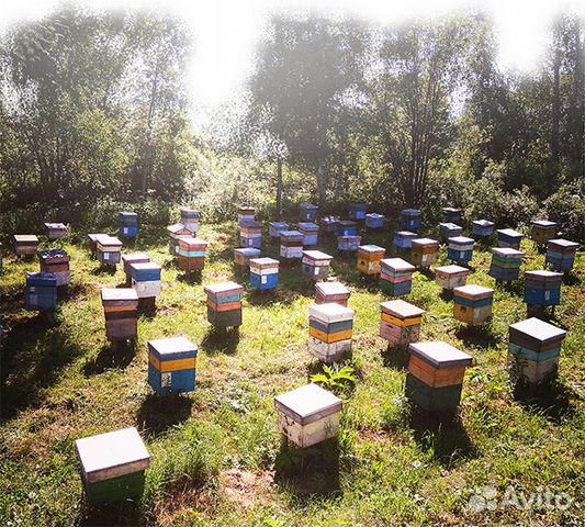 Пчелопакеты купить на Зозу.ру - фотография № 8