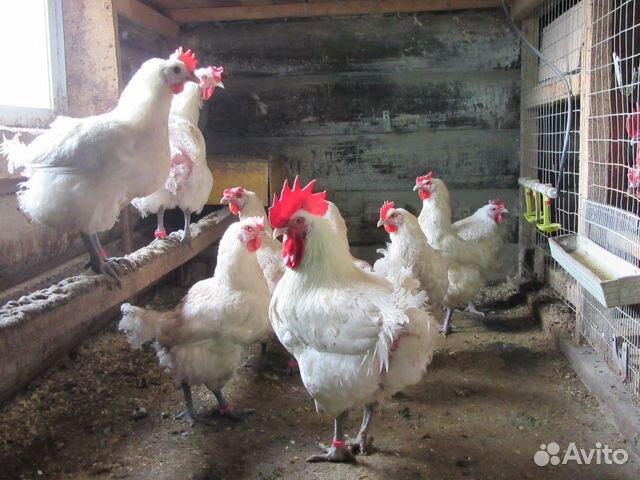 Инкубационные яйца, породистой птицы купить на Зозу.ру - фотография № 2