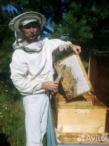 Пчелосемьи (меняю) купить на Зозу.ру - фотография № 3