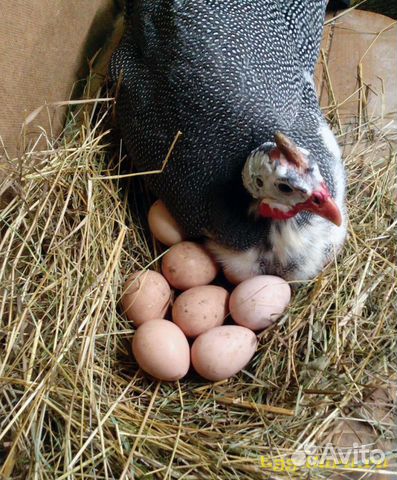 Яйцо цесарки инкубационное