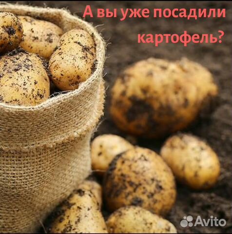 Картофель на посадку