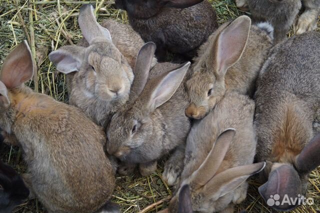 Кролики: фландры, фландрята, метисы купить на Зозу.ру - фотография № 6
