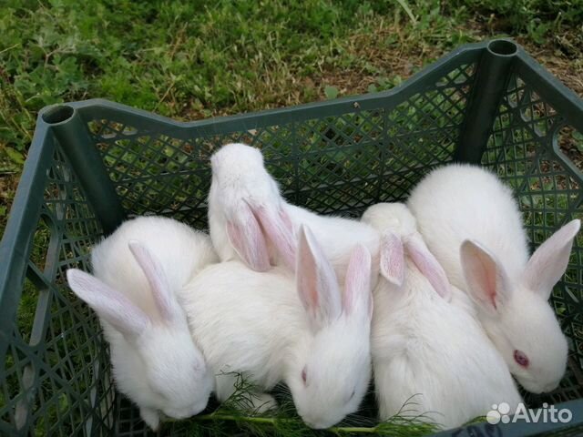 Кролики 4 месяца купить на Зозу.ру - фотография № 2