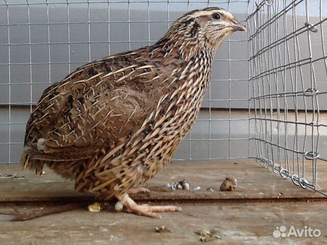 Инкубационное яйцо: фазанов перепелов купить на Зозу.ру - фотография № 4