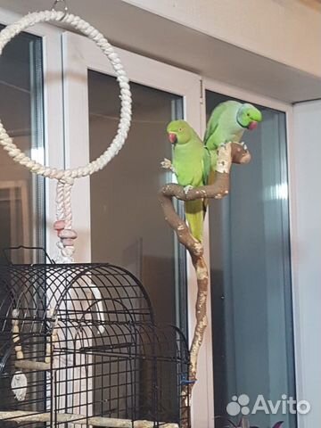 Птенцы ожереловых попугаев