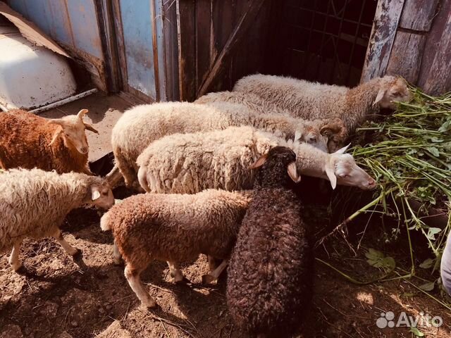 Продажа овец купить на Зозу.ру - фотография № 2