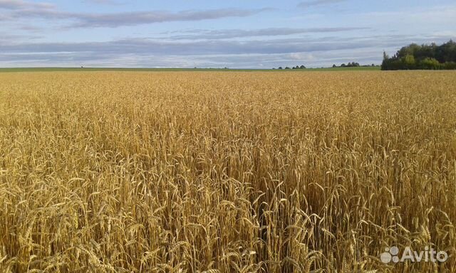 Зерно (овес, ячмень) урожая 2019г купить на Зозу.ру - фотография № 1