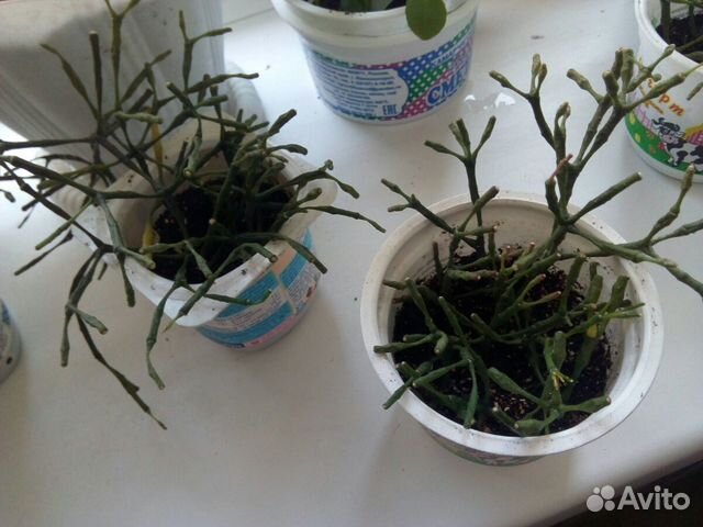 Хатиора, Комнатные цветы